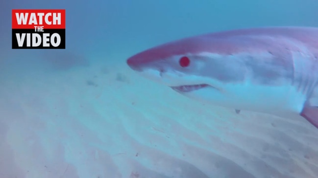 What are the odds of encountering a shark while at the beach?, Lifestyles