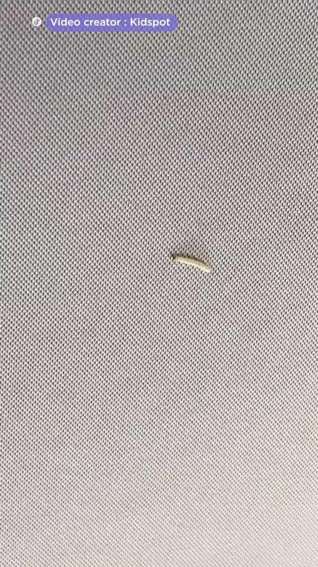Maggots. In her car. And her reaction says it all