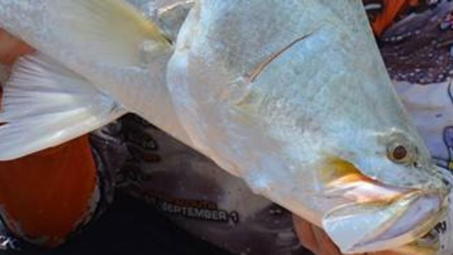 Local fisho Ben Judd with a solid Tommycut Barra caught trolling upstream with the tide.