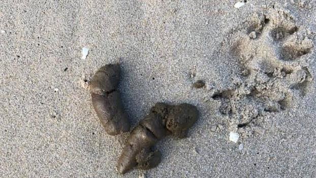 One of 109 dog poos found on a Blairgowrie beach.