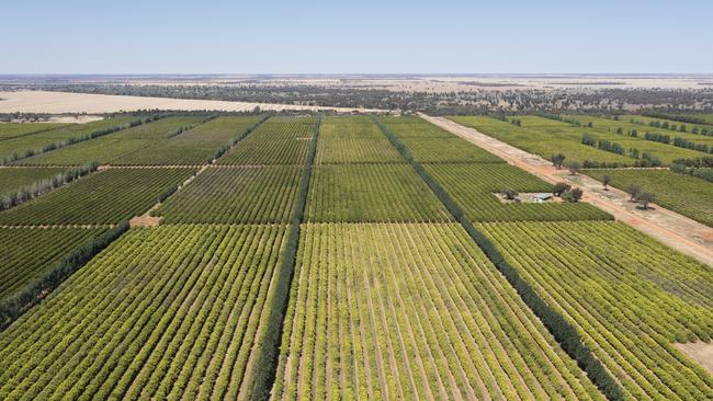 Plantings comprise a mix of citrus varieties but are predominantly planted to navel and valencia oranges with smaller areas of lemons and mandarins.