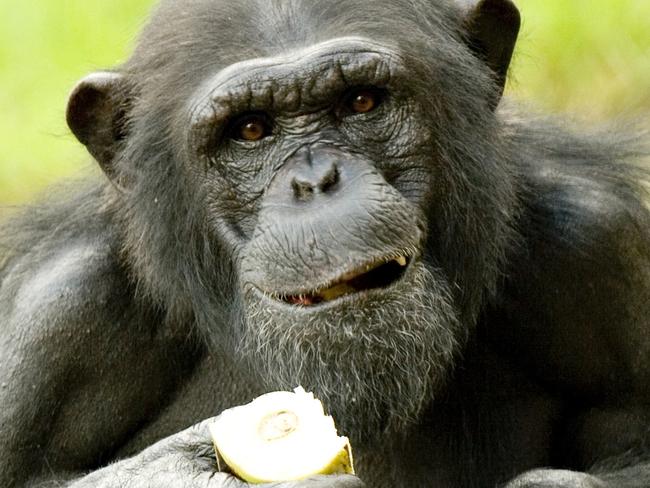 Quiz: Are your smarter than a chimpanzee? | news.com.au — Australia’s