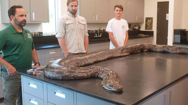 The team at Conservancy of Southwest Florida present the huge snake at a press conference. Picture: Conservancy of Southwest Florida