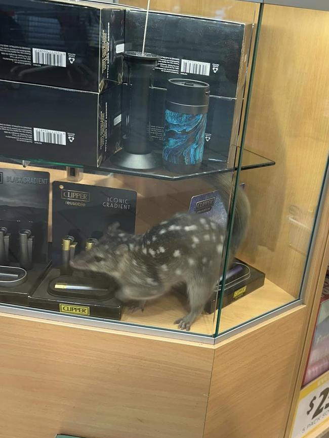 Mareeba residents got a shock when an endangered northern quoll fell from the ceiling at Mareeba Square, causing havoc as he tried to run for safety. Picture: Charlotte Condren.