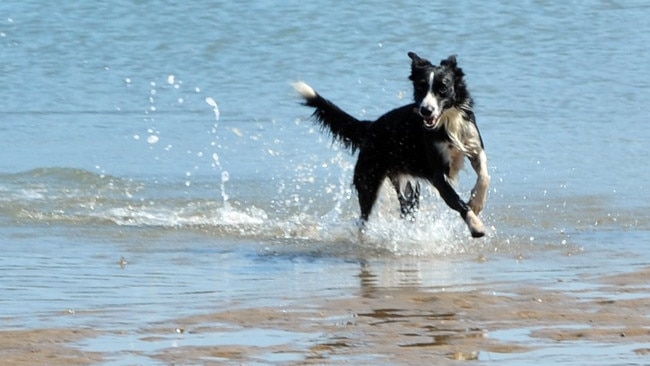 A dog on the beach at Bargara. Such sights could become less common amid a council crackdown.