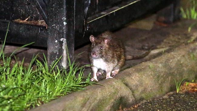 One of the many rats roaming the streets of Sydney in search of food. Picture: Christian Gilles