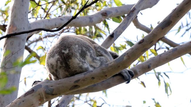 Community meeting held for residents concerned about Arundel Hills Country Club site redevelopment. A koala made an appearance. Picture by Richard Gosling.