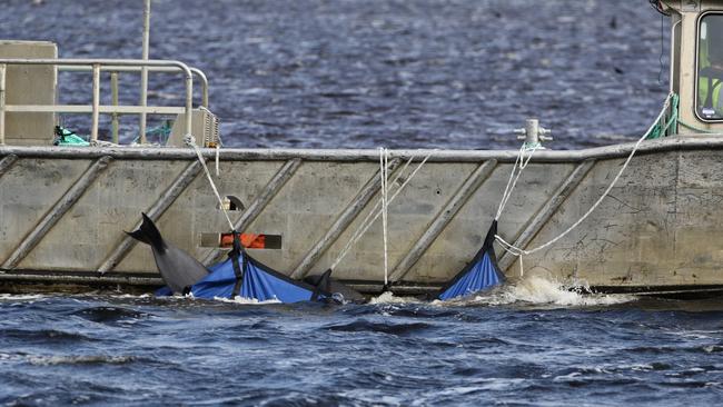 A whale in a sling being transported back out to sea. Picture: NCA NewsWire / Grant Wells