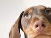 Hot dog! Sausage dog snags win as Maranoa’s cutest dog