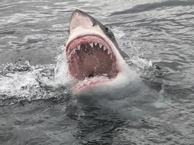 ‘Don’t say attack’ – PC push to play down shark threat