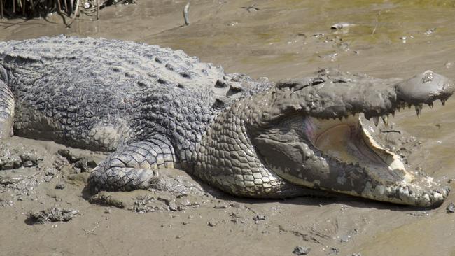 A crocodile basking on the bank of the Pioneer River. generic.