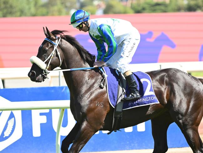 MELBOURNE, AUSTRALIA - FEBRUARY 18: Luke Nolen riding I Wish I Win parades to the start before finishing runner up in race 7, the Black Caviar Lightning,  during Melbourne Racing at Flemington Racecourse on February 18, 2023 in Melbourne, Australia. (Photo by Vince Caligiuri/Getty Images)