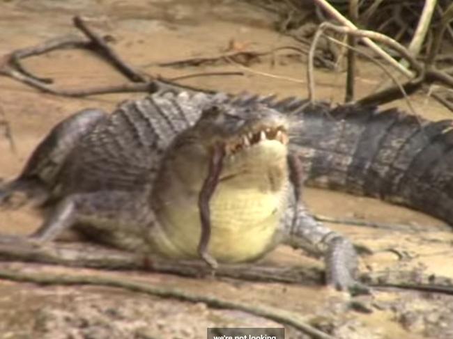 Lizzie the croc eating a file snake. Still from a video. Picture: Solar Whisper Daintree River Crocodile and Wildlife Cruises