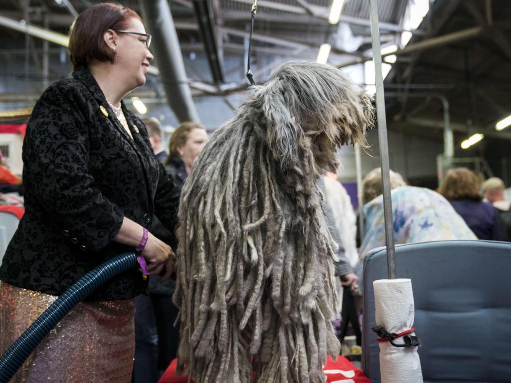 A Bergamasco Sheep Dog is groomed backstage at the 142nd Westminster Kennel Club Dog Show at The Piers on February 12, 2018 in New York City. The show is scheduled to see 2,882 dogs from all 50 states take part in this year’s competition. Picture: Getty Images