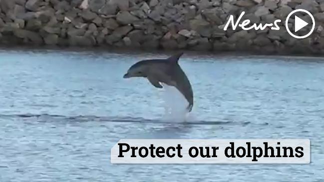 Protect our dolphins