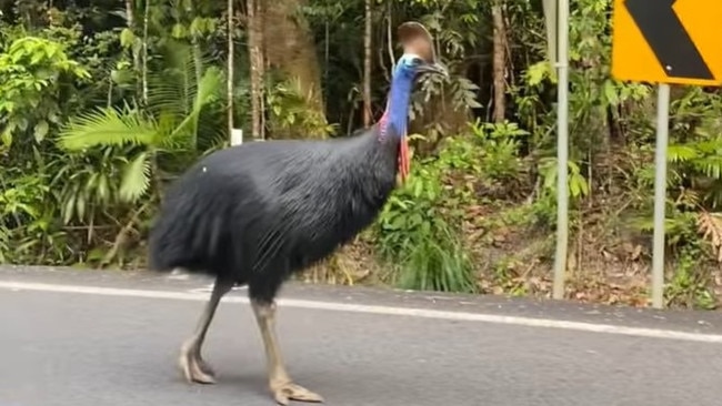 Drivers have been warned to slow down on the Gillies Range Rd and not feed a cassowary that has been wandering onto the roadway for the past two weeks. Picture: Helen Welsh