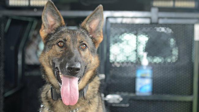 Victoria Police dog squad megaesophagus: Advance Dermocare dog food ...