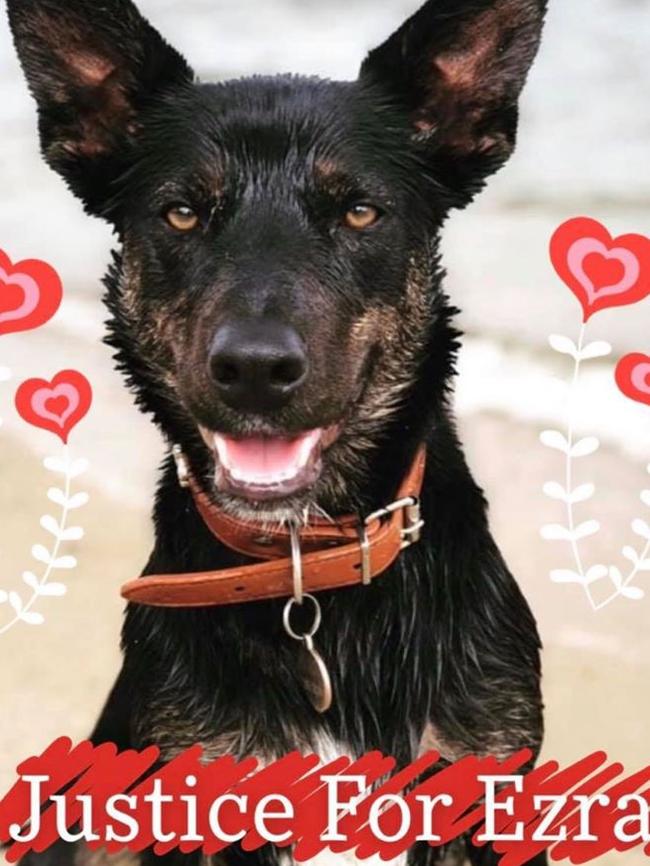 Ezra the kelpie-cross was brutally stabbed to death at a family property in Glen Creek last week. Picture: Supplied