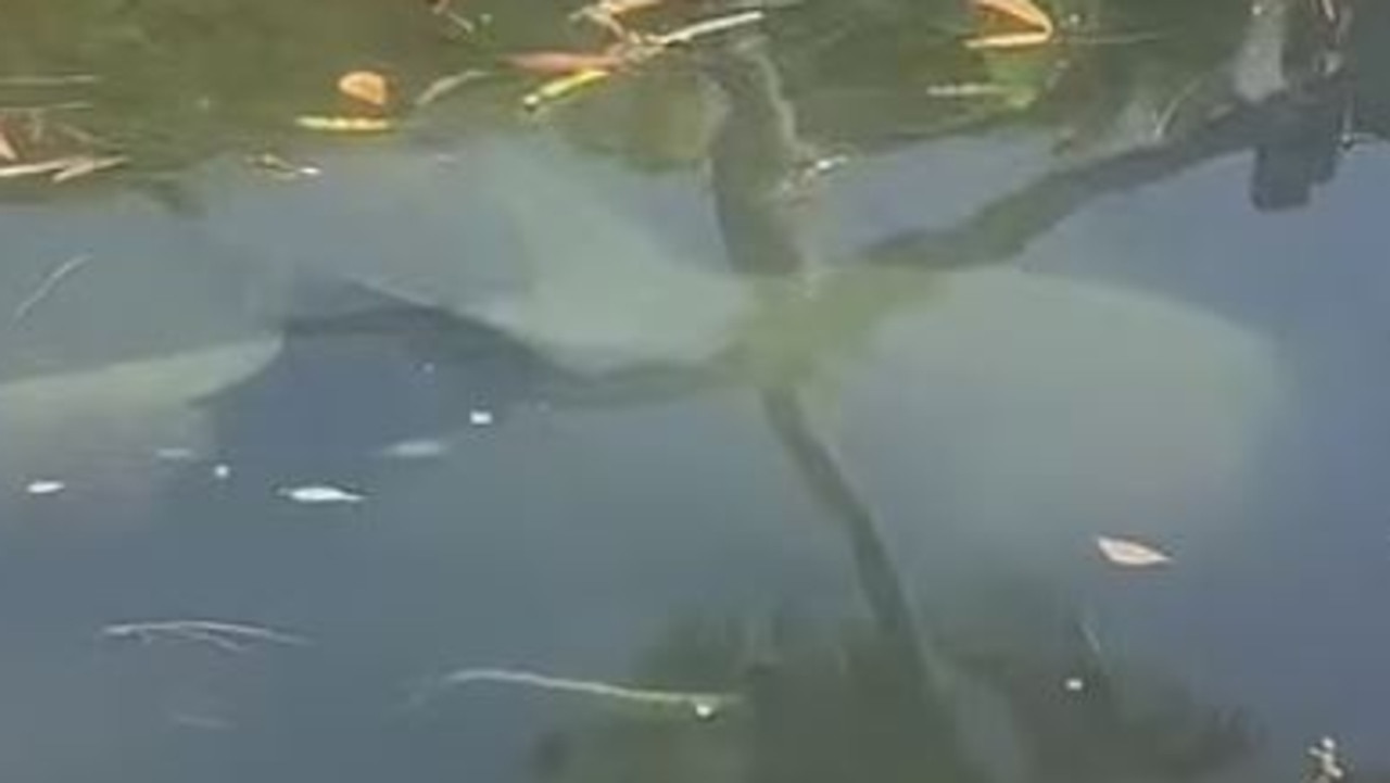 Large bull shark spotted at popular Sydney swimming spot Gymea | The
