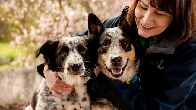 Internationally-certified professional dog trainer Kate Denman is loving her career change, from one-time police officer and media adviser. Picture: supplied