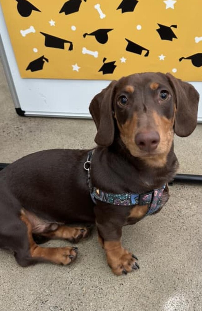 Murphy: Serana Cronau's 8 month old Mini Dachshund
