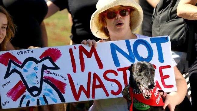 The new Greyhound Welfare and Integrity Commission will come into effect in July.