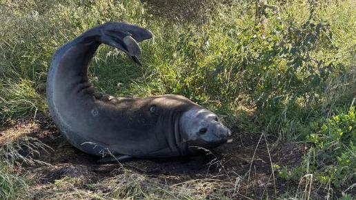 Neil the Seal on-land in early 2024. Picture: TikTok