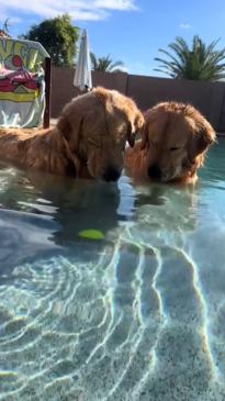 Golden retrievers can't figure out how to get their toy