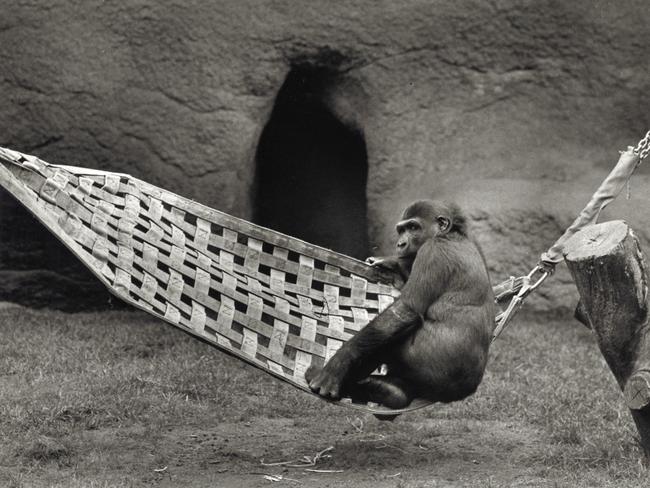Mzuri the gorilla getting the hang of his hammock, a third birthday present, at Melbourne Zoo