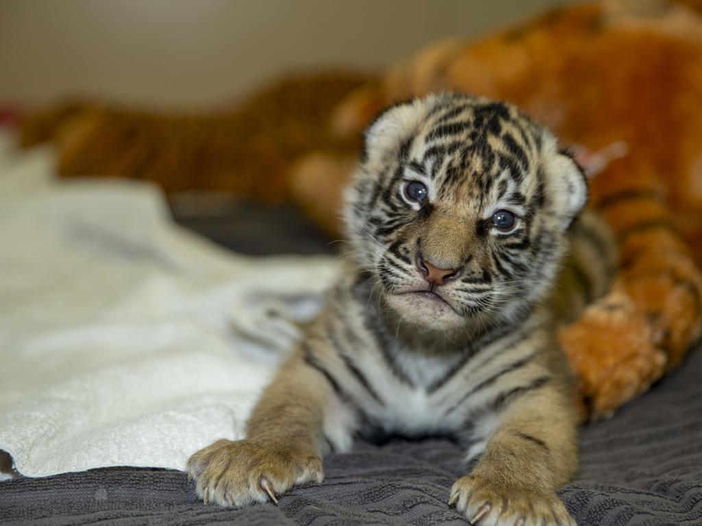 Dreamworld's two tiger cubs, born to Adira at Tiger Island. Picture: Patrick Martin-Vegue, Tiger Island Manager