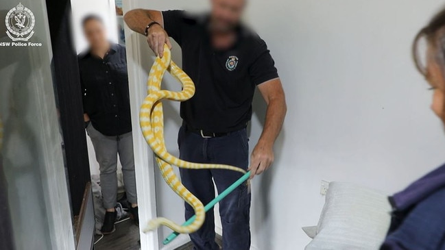 Items seized during a raid at Lalor Park. A snake was among the evidence taken.