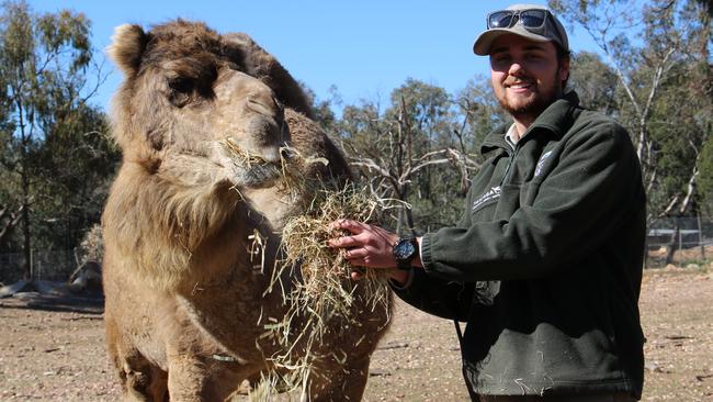 Taronga Western Plains Zoo keeper Toby Stewart with camel Samera. Picture: Taronga Western Plains Zoo