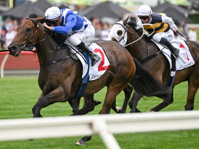 Alligator Blood ridden by Blake Shinn wins the Lamaro's Hotel Futurity Stakes at Ladbrokes Park Lakeside Racecourse on February 25, 2023 in Springvale, Australia. (Photo by Morgan Hancock/Racing Photos via Getty Images)