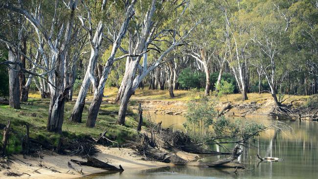 The tree branch fell at Loop Track near the Murray River. Picture: Zoe Phillips