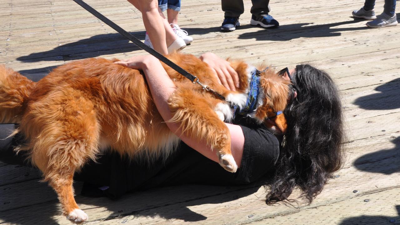 can a nova scotia duck tolling retriever and a kars be friends