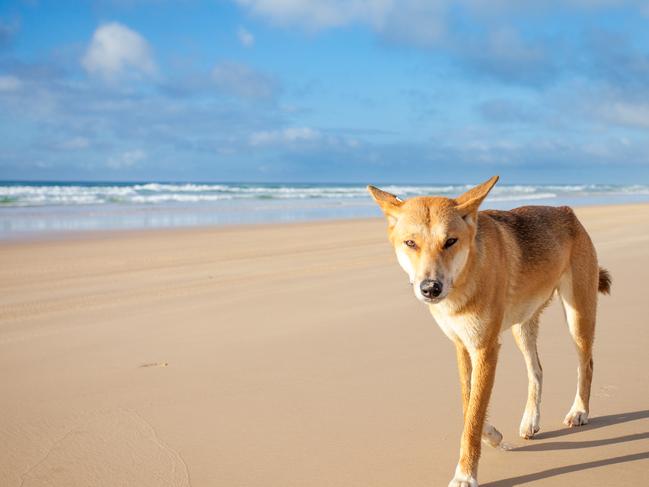 A dingo walking along 75 mile beach on Fraser Island on a sunny day