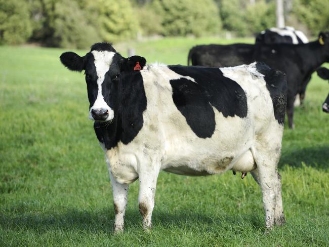 Chinese listed company DFP Australia has bought two farms, one at Poowong and one at Athlone. General manager Roy Wang at the Poowong Farm.