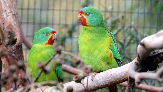 Opponents of a proposed affordable housing development say it would have a detrimental effect on the critically endangered swift parrot. Picture: NORM OORLOFF