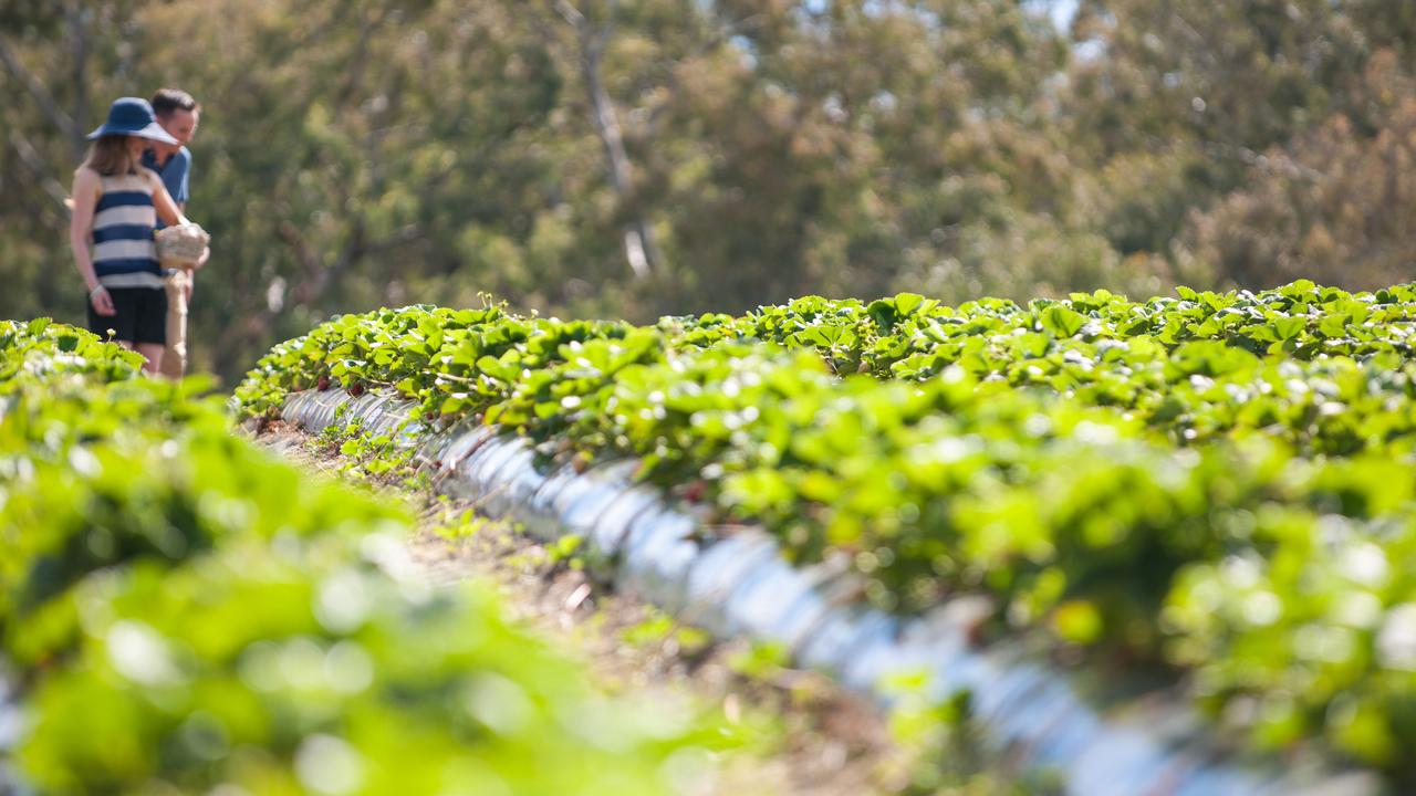 Pick your own strawberries at Beerenberg Farm. Picture: Mike Haines, South Australian Tourism Commission