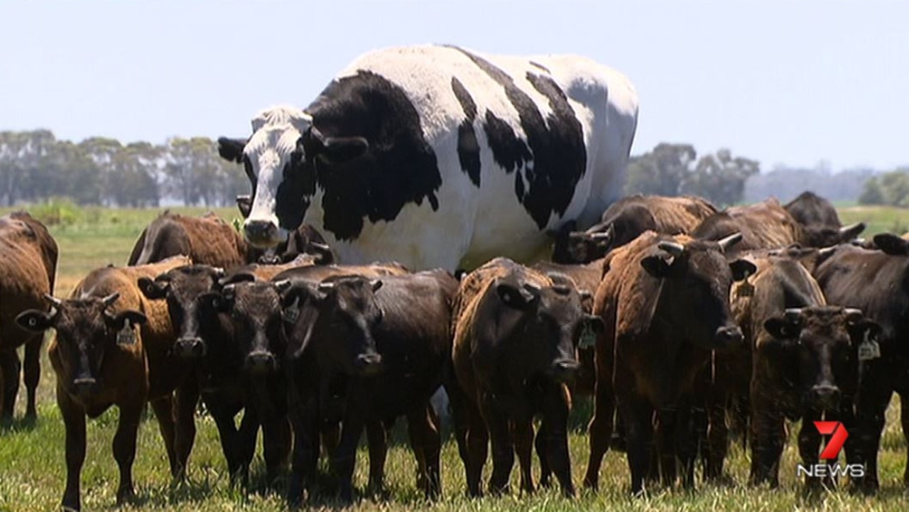 An enormous steer in Western Australia is making headlines. At 194cm 'Knickers' is the largest in his category in Australia. Picture: Twitter #7News