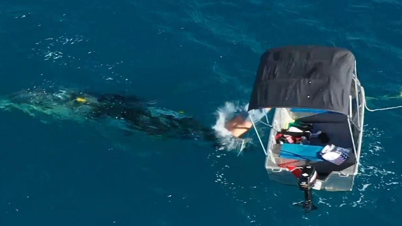 Whale rescue, after it was caught in the nets off Burleigh Heads Beach - Photos Supplied Must Credit  - Envoy Cull