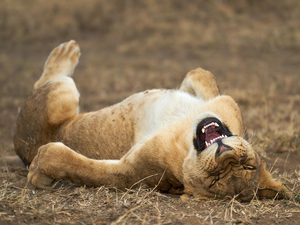 The Comedy Wildlife Photography Awards 2021 Giovanni Querzani Bologna Italy Phone: Email: Title: ROFL Description: A young lion in the Serengeti National Park, Tanzania, who apparently is laughing at my photography skills. Animal: Panthera Leo Location of shot: Serengeti National Park, Tanzania