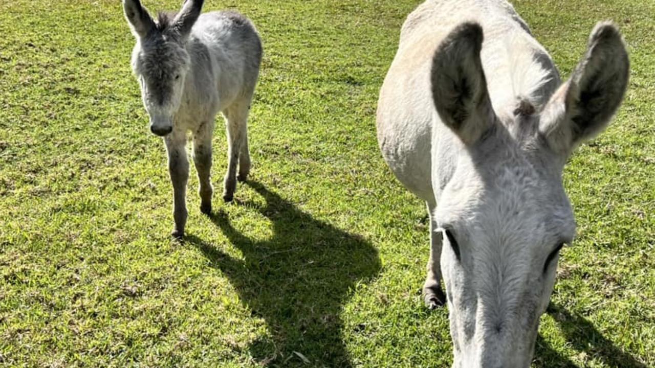 Popular tourist destination owners outraged over death of beloved donkey