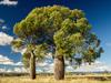 Can the iconic boab be grown in your own backyard?
