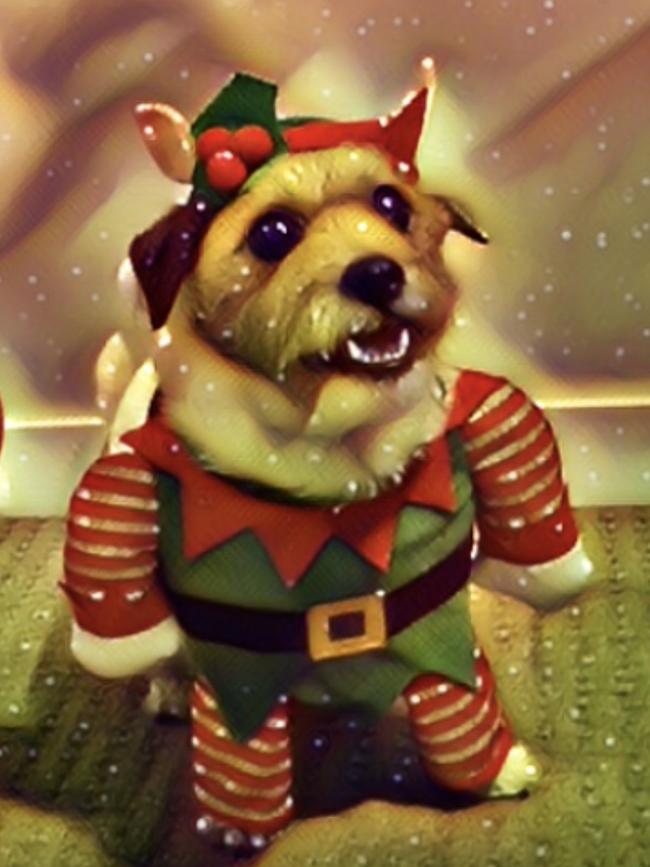 Our little Jack Russell, Poppy, dressed up as one of Santa’s elves. Picture: Darcelle