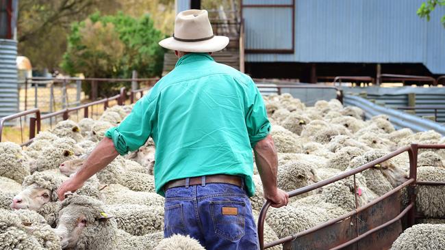 DOGS CALENDAR 2017: Ryan's dogsDOGSDogs owned by Belinda and Gerard Ryan from Baynton.Pictured: Generic farmer. Merino sheep. Generic farm. Sheep. Shearing. Wool.PICTURE: ZOE PHILLIPS