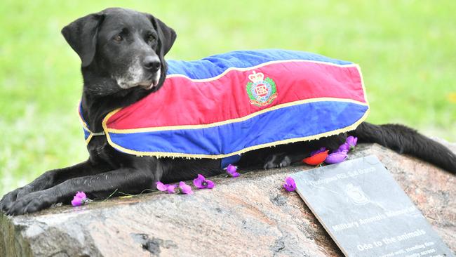 Former Explosive Detection Dog Ned, mascot of the North Queensland Sappers Association, is set for the War Animal Day service at the Thuringowa RSL. Picture: Evan Morgan