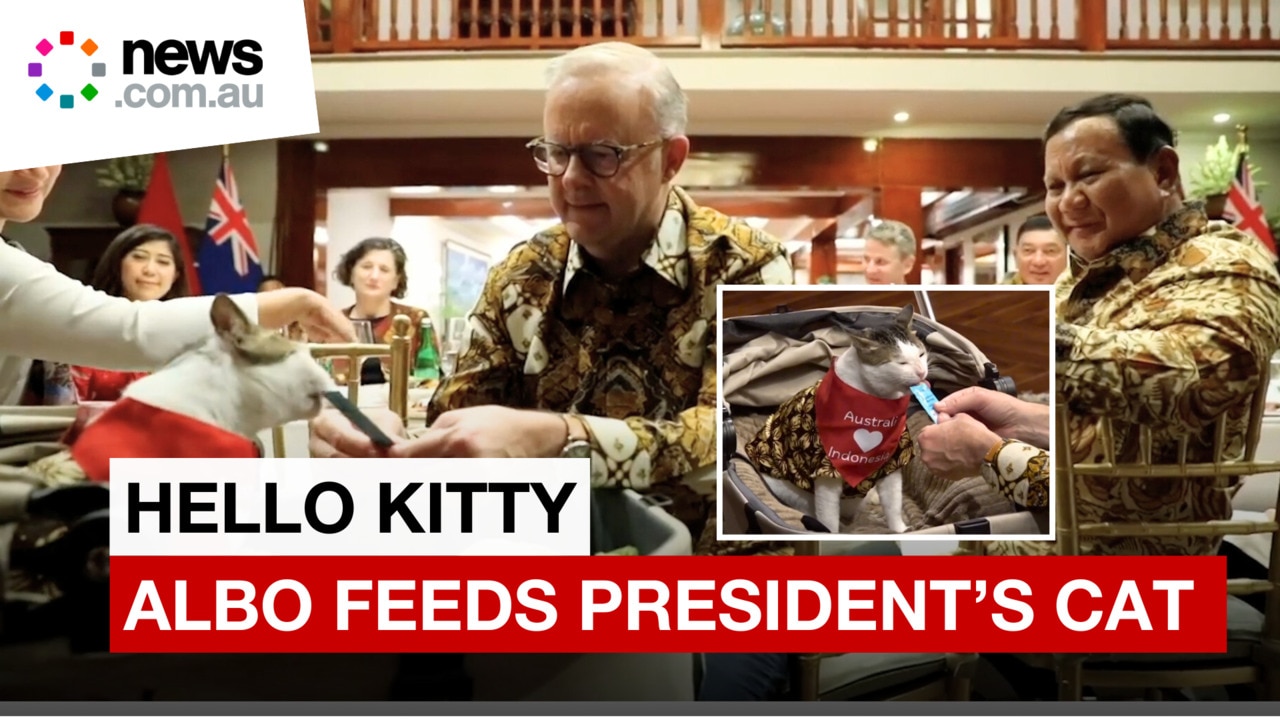 PM Albanese feeds the Indonesian president's cat