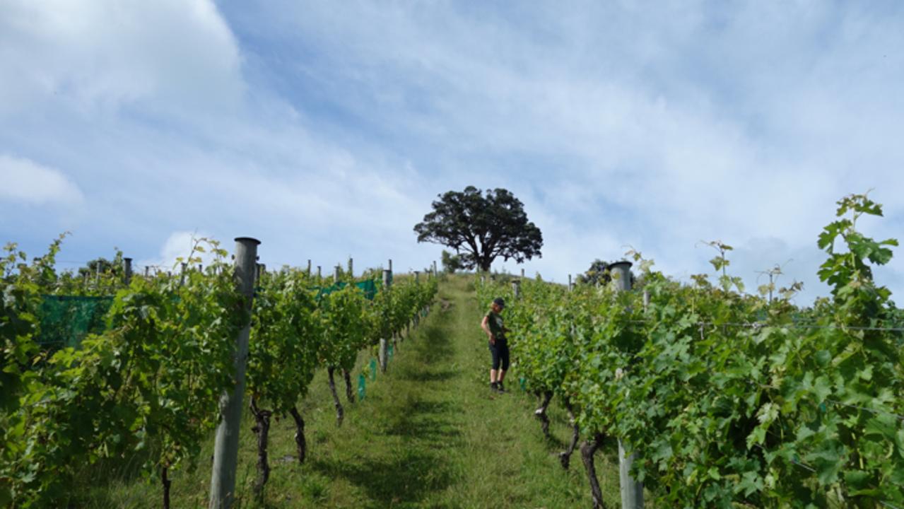 The Kennedy Point vineyard is Waiheke's only certified organic.