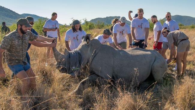 Melbourne Rebels players get involved in saving a rhinoceros.